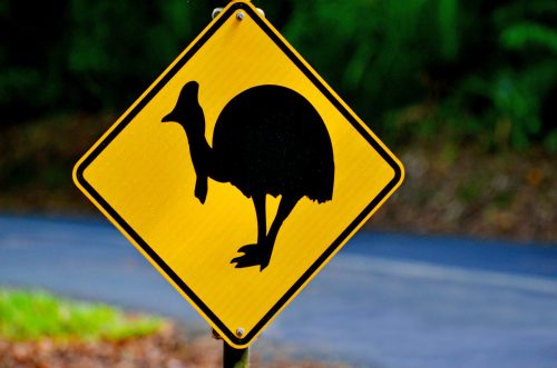 Cassowary warning sign on a road