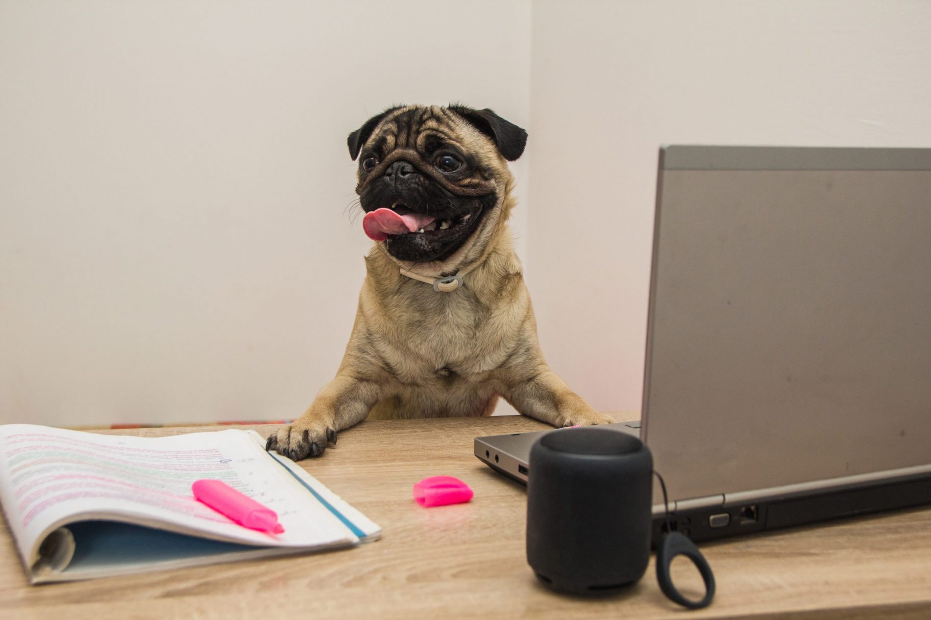 The business pug dog works happily on desk.