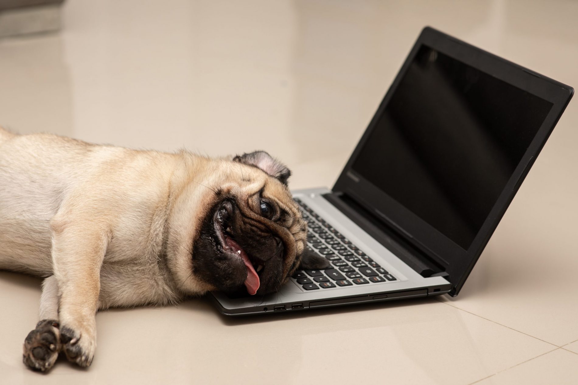 Dog Pug breed lying on computer laptop feeling so burnout